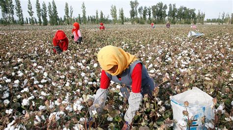 Uyghurs: Xinjiang cotton ban is self